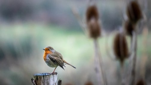 A robin perches on a wooden post in winter.